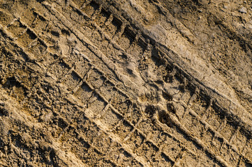 Animal footprint on the mud. Selective focus.
