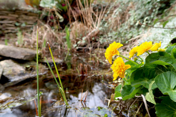 Fototapeta na wymiar Garden pond in springtime. Blooming Marsh Marigold (Caltha palustris) in the foregroud and blurred pond in the background.