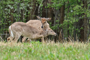 White-tailed deer