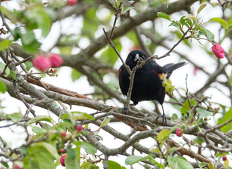 Red-winged blackbird