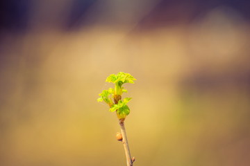 Blooming currant leaves.