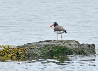 American oystercatcher