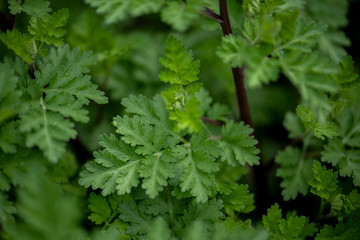Fototapeta premium Mutterkraut, aromatische Heilpflanze, beruhigend und verdauungsfördernd