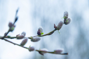 spring miracle of flowering: willow