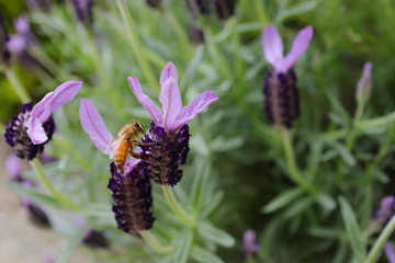 A bee, consuming honey from lavender