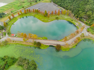 Aerial view of Taxodium distichum in fall color around the clam shape lake