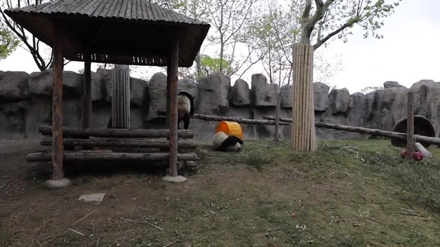 Pandas play in Shanghai Zoo. Slow Motion Footage.