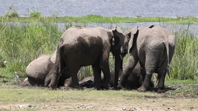 Elephants wallow in the mud and cool waters at the edge of a lake in Amboseli National Park, Kenya.