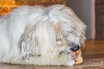 Naklejka na ściany i meble Cute sweet furry dog eating a bone, lying on a wooden parquet floor