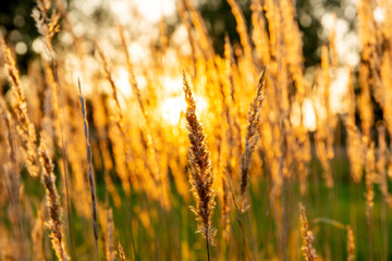 Ray of sun through the tall dry grass at sunset on an autumn day