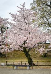 Japanese cherry blossoms at spring time
