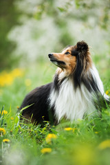Sheltie dog in a spring flower meadow looking up