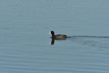 Coot bird floating on water pond portrait