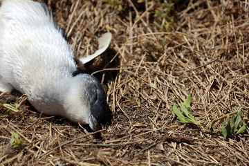 Toter Pinguin in Australien