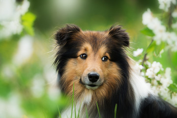 Sheltie dog in a spring flower meadow