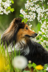 Sheltie dog in a spring flower meadow