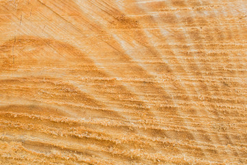 Beautiful old wood pattern. European beech (Fagus sylvatica).