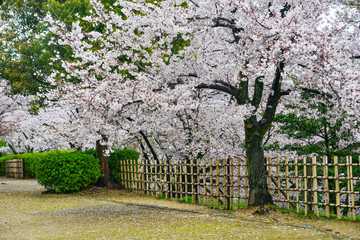 Japanese cherry blossoms at spring time