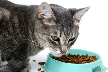 The cat eats dry cat food. White background. Isolate