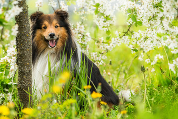 Sheltie dog in a spring flower meadow