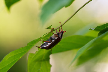May beetle resting during the day under a leaf of a tree