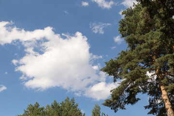 white clouds over the tops of the pines