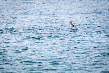 Fototapeta premium seagull flying through the sky