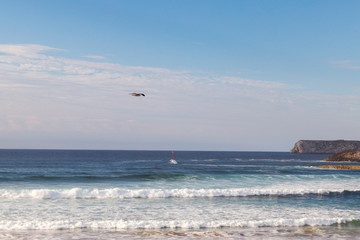 seagull flying through the sky