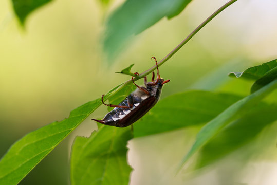 May beetle resting during the day under a leaf of a tree