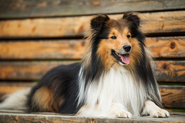 Sheltie dog lying on a park bench