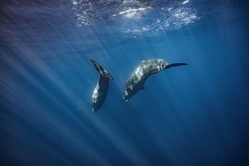 Whales in Blue ocean Water