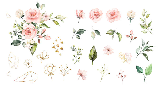Set watercolor elements of roses collection garden pink flowers, leaves, branches, Botanic illustration isolated on white background. © lisima