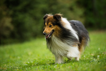 Running sheltie dog in a meadow