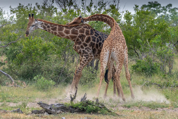 Naklejka na ściany i meble Southern giraffe (Giraffe giraffe) fighting in the Timbavati reserve, South Africa