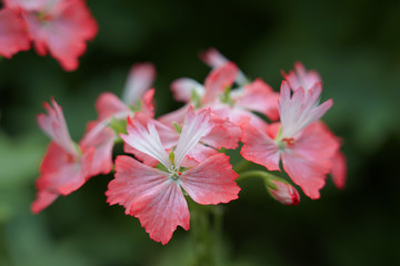 Obraz premium pink flower in the garden