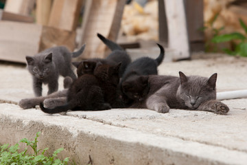 A street cat feeds her cubs with milk in the street