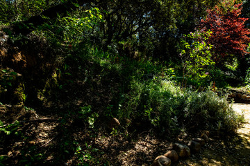 scens in a garden full of vegetation
