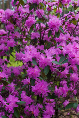 The first spring flowers of lilac rhododendrons. Early spring.