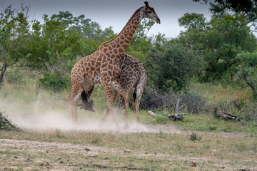 Southern giraffe  (Giraffe giraffe) fighting in the Timbavati reserve, South Africa