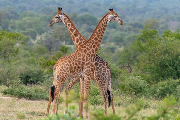 A pair of southern giraffes (Giraffe giraffa) in a symmetrical pose in the Timbavati Reserve, South Africa