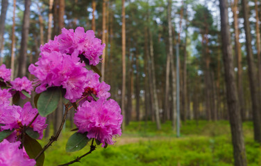 Obraz premium The first spring flowers of lilac rhododendrons. Early spring.