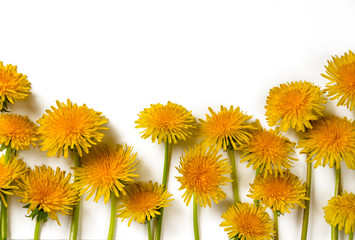 Dandelions isolated on white background, copy space