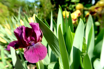 Purple and yellow iris flowers with blurred blooming garden in the background.