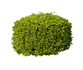 Bush isolated on white background,Objects with Clipping Paths 