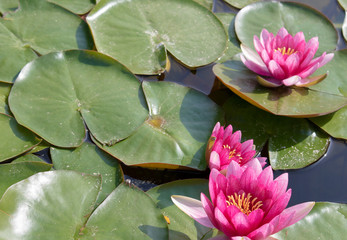 Water lilies Nymphaeaceae , lily pads and pink flowers