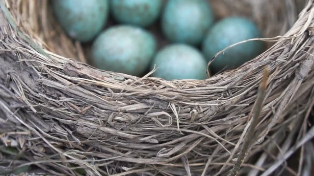 Camera showing a thrush's nest with six beautiful blue eggs close up in spring. Slow motion shot. Russia, Moscow region