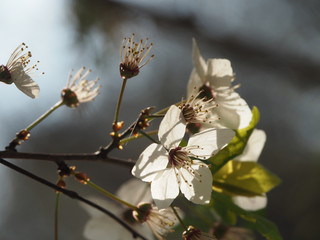 Beautiful plum flowers complete the flowering