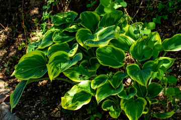green and yellow leaves of plant