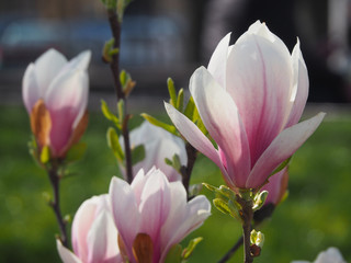 Beautiful Magnolia flowers blossomed in the spring