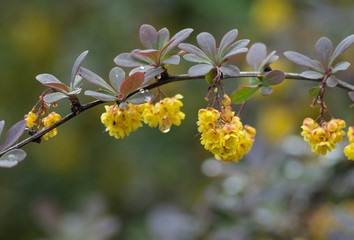 Flowering barberry in the rain
